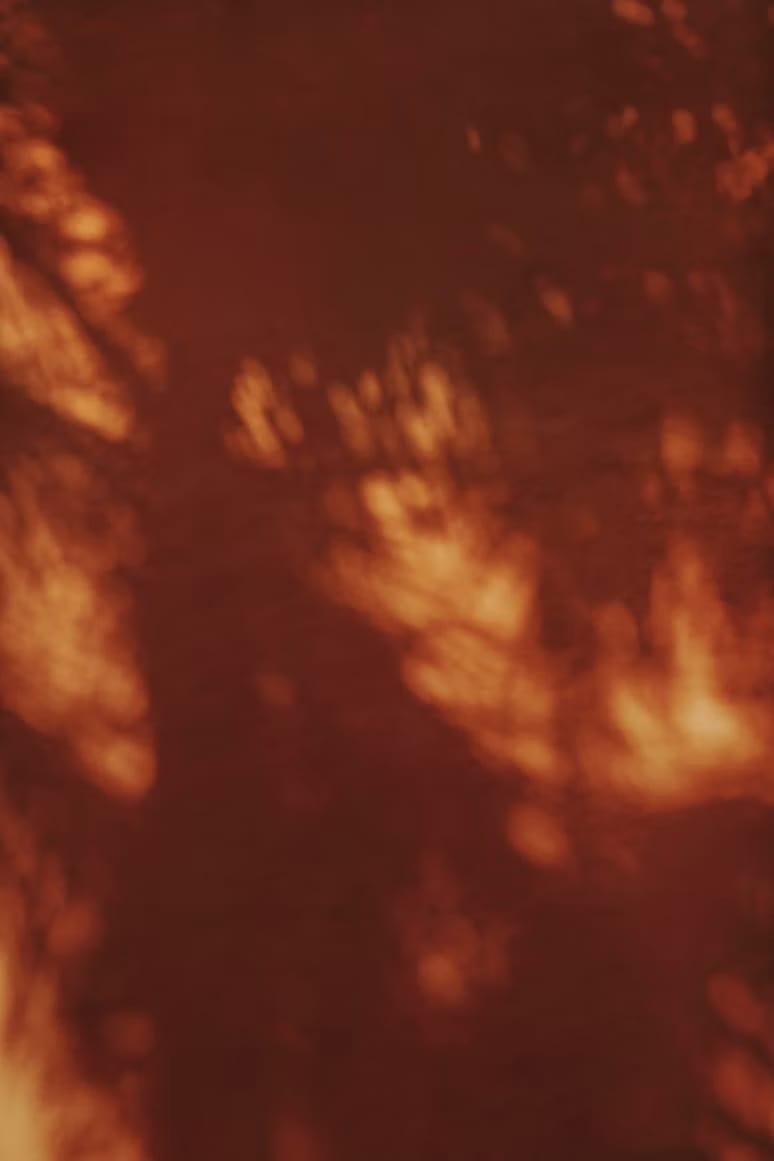 Sombras de hojas sobre una pared roja