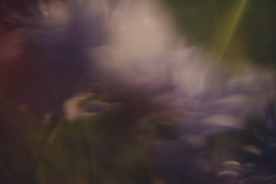 Flores moradas desenfocadas