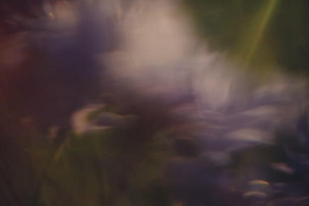 Flores moradas desenfocadas